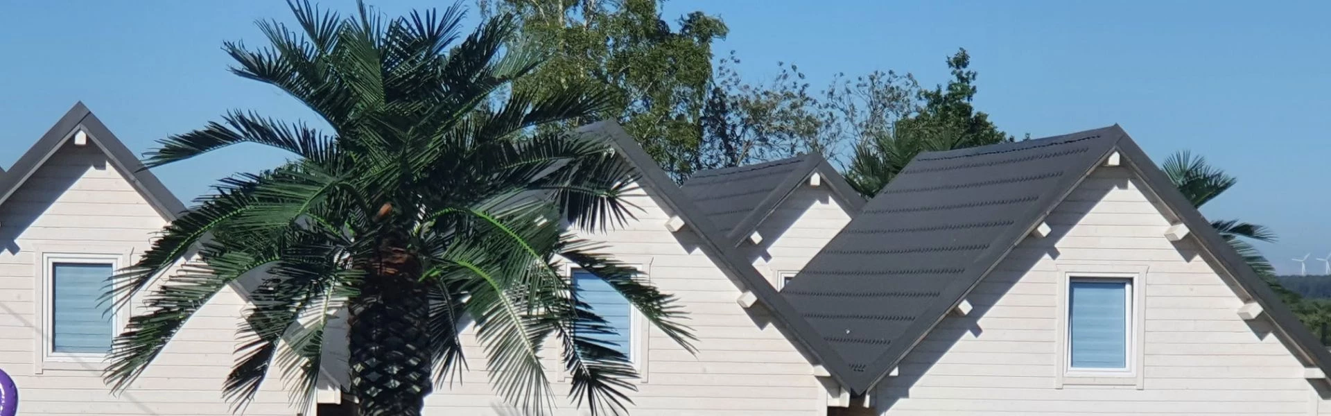 Domki z palmą